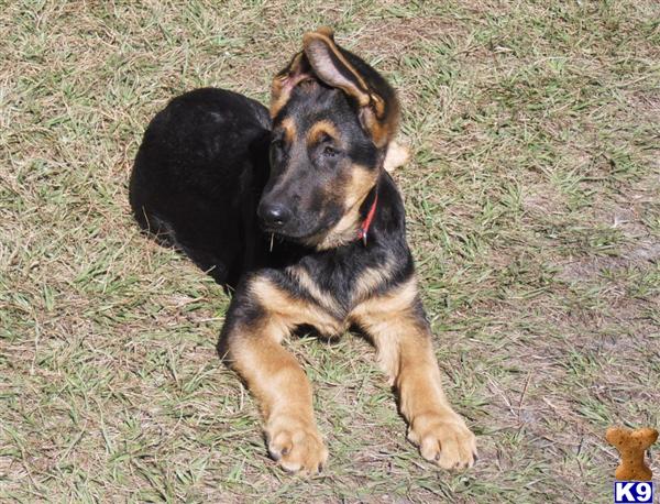 German Shepherd Puppies in FL